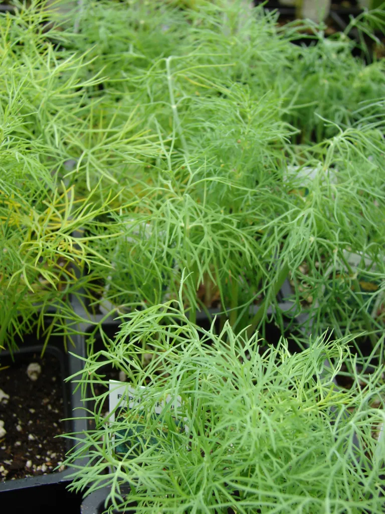 Dill (Anethum graveolens) – natürliche Wuchsform, Pflanzenfoto