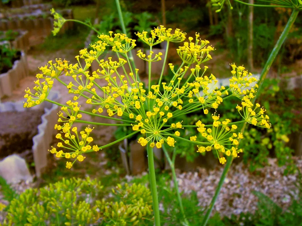 Dill (Anethum graveolens) – Blüten in Nahaufnahme, Pflanzenfoto