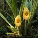 Anguloa clowesii – (Anguloa clowesii) – Pflanzenfoto