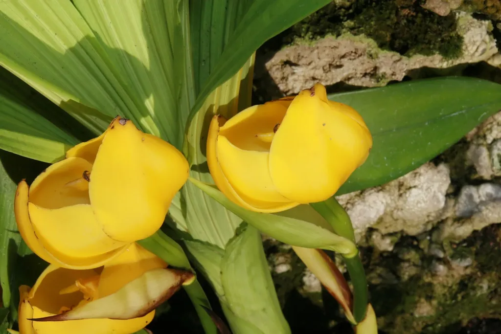 Anguloa clowesii – (Anguloa clowesii) – im Garten, Pflanzenfoto