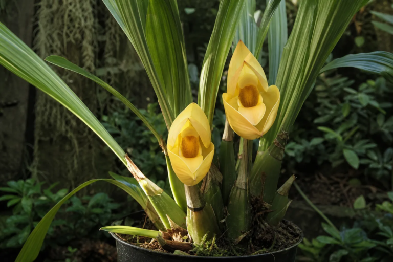 Anguloa clowesii