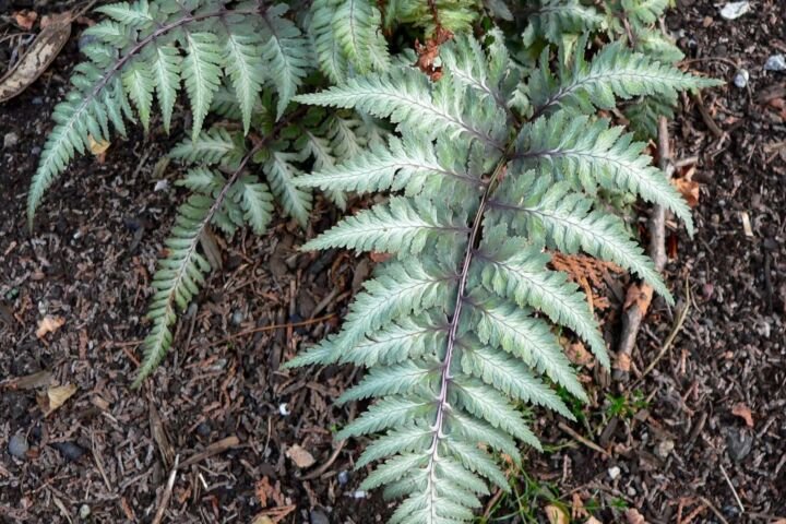Anisocampium niponicum