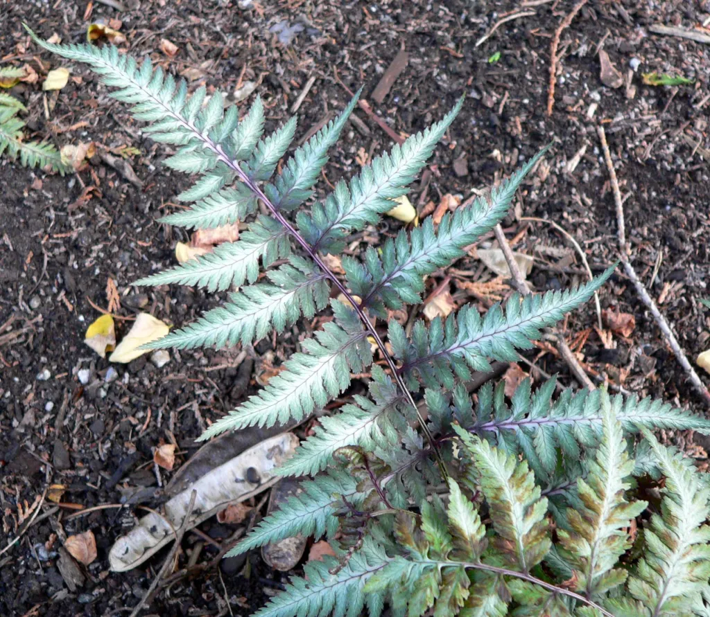 Wietlica japońska (Anisocampium niponicum) – in a garden setting, plant photo