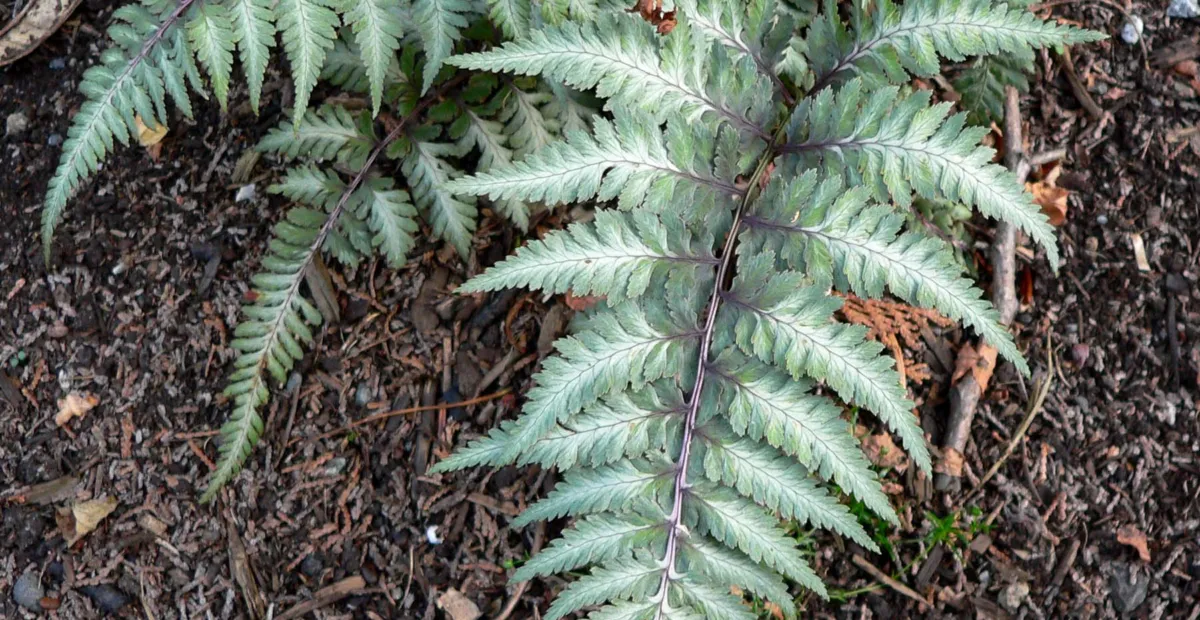 Anisocampium niponicum – plant photo