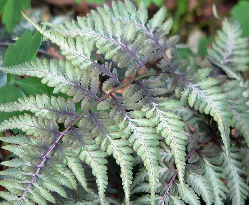 Wietlica japońska (Anisocampium niponicum) – in a garden setting, plant photo