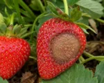 Anthracnose caused by Colletotrichum acutatum