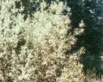 Anthracnose