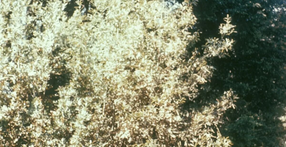 Anthraknose durch Colletotrichum gloeosporioides