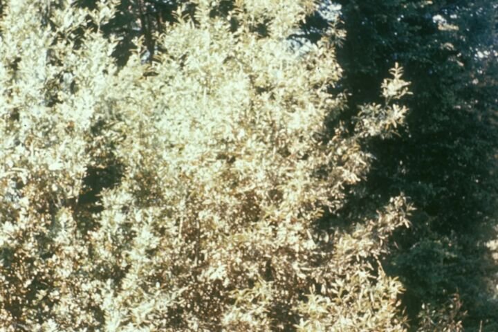 Anthraknose durch Colletotrichum gloeosporioides