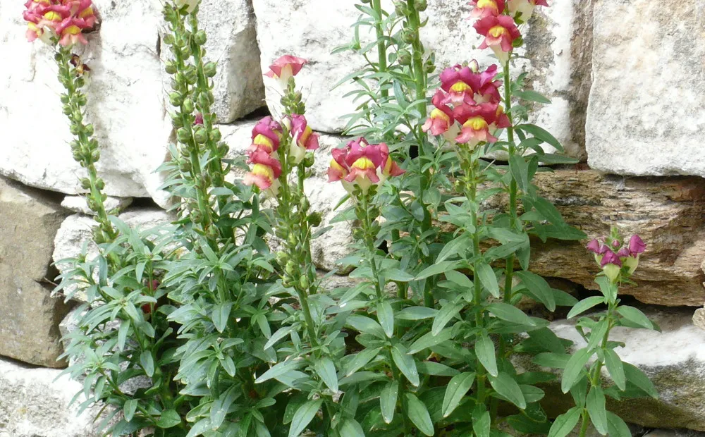 Großes Löwenmaul (Antirrhinum majus) – Pflanzenfoto