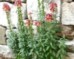 Großes Löwenmaul (Antirrhinum majus) – Pflege