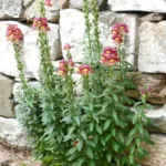 Snapdragons (Antirrhinum majus) – characteristic appearance, plant photo