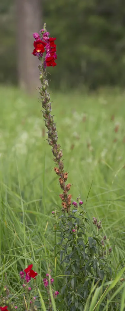 Großes Löwenmaul (Antirrhinum majus) – typisches Erscheinungsbild, Pflanzenfoto
