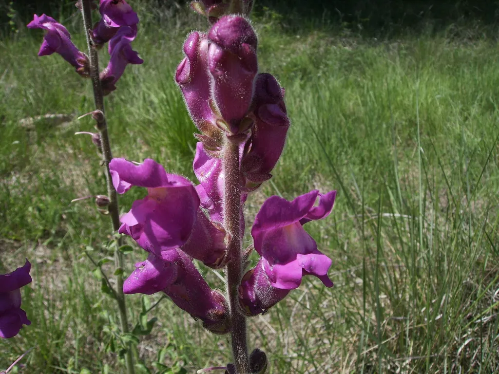 Großes Löwenmaul (Antirrhinum majus) – am natürlichen Standort, Pflanzenfoto