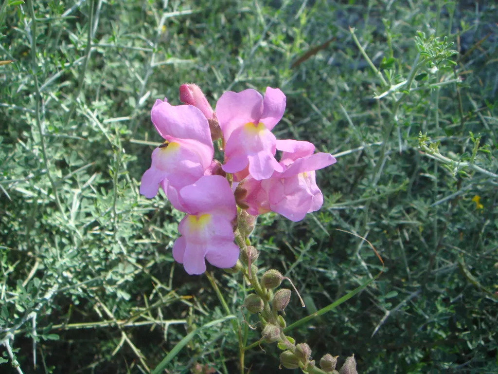 Großes Löwenmaul (Antirrhinum majus) – typisches Erscheinungsbild, Pflanzenfoto