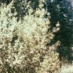 Antraknoza wywoływana przez Colletotrichum gloeosporioides