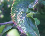 Apfelmosaik