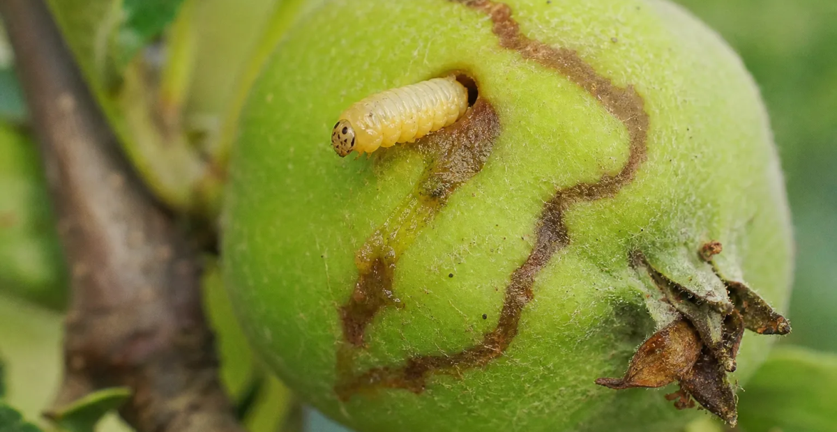Apfelsägewespe