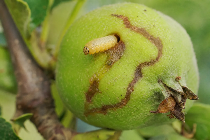 Apfelsägewespe