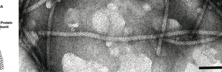 Apfelstammfurchungsvirus