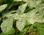 Apiaceae Powdery Mildew