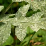 Apiaceae Powdery Mildew