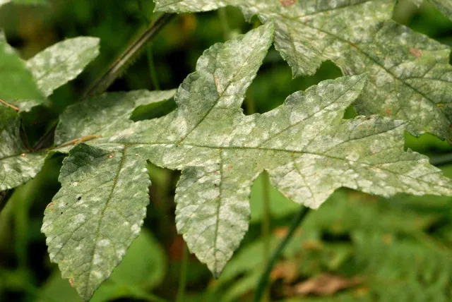 Apiaceae Powdery Mildew