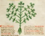 Wild Celery (Apium graveolens) care guide