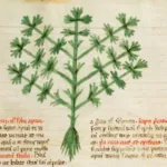 Wild Celery (Apium graveolens) – leaves and shoots, plant photo