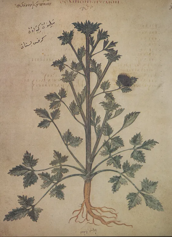 Wild Celery (Apium graveolens) – characteristic appearance, plant photo