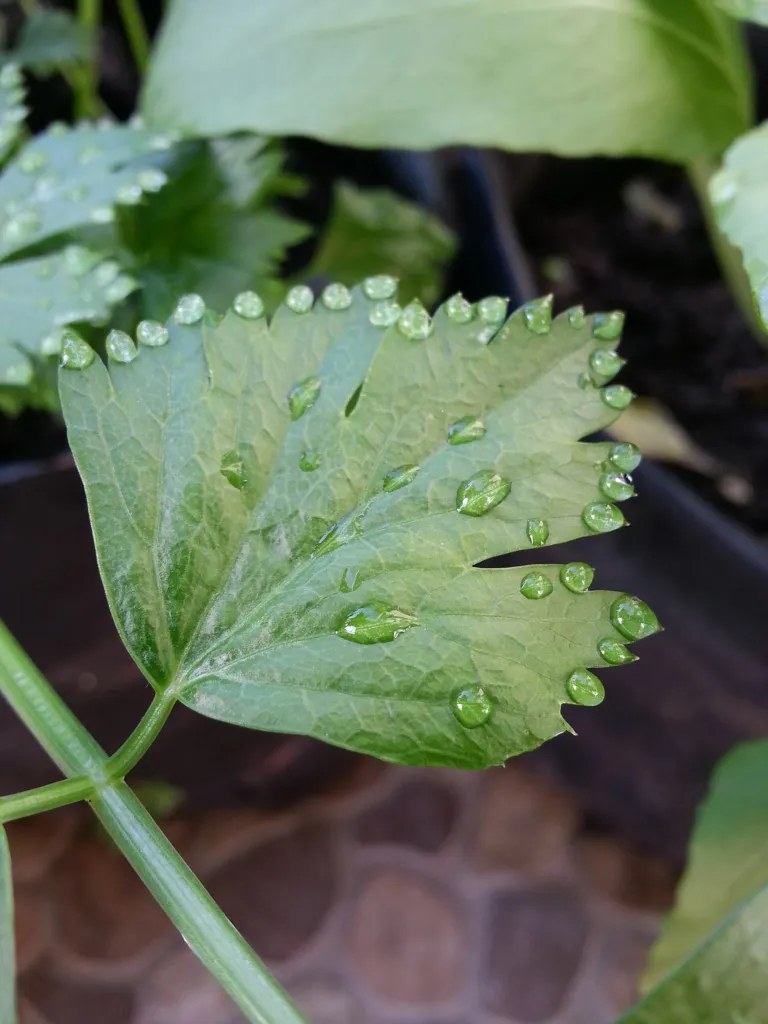 Wild Celery (Apium graveolens) – characteristic appearance, plant photo
