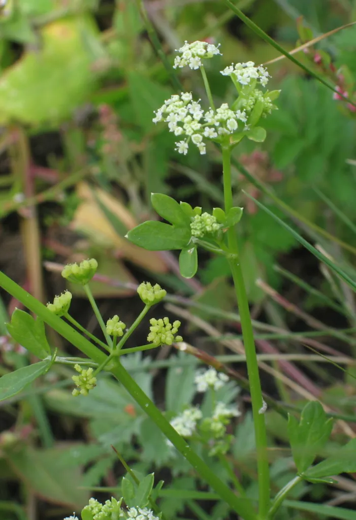 Wild Celery (Apium graveolens) – in its natural habitat, plant photo