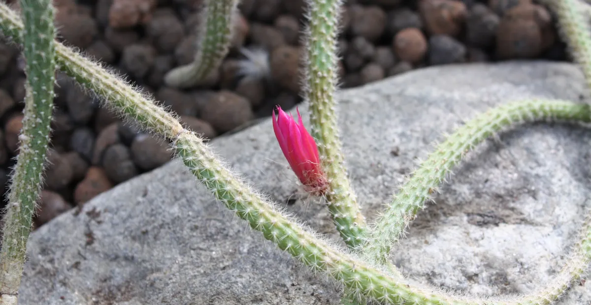 rat-tail cactus (Aporocactus flagelliformis) – plant photo