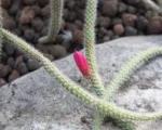 Rat-tail cactus (Aporocactus flagelliformis) care guide