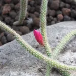 rat-tail cactus (Aporocactus flagelliformis) – plant photo