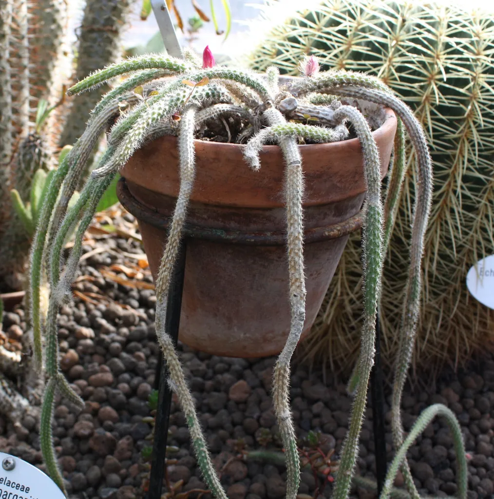 Flor de Látigo (Aporocactus flagelliformis) – im Garten, Pflanzenfoto