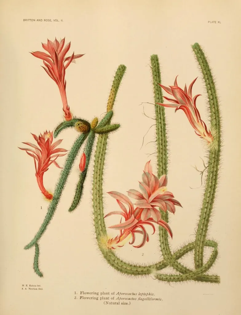 Flor de Látigo (Aporocactus flagelliformis) – typisches Erscheinungsbild, Pflanzenfoto