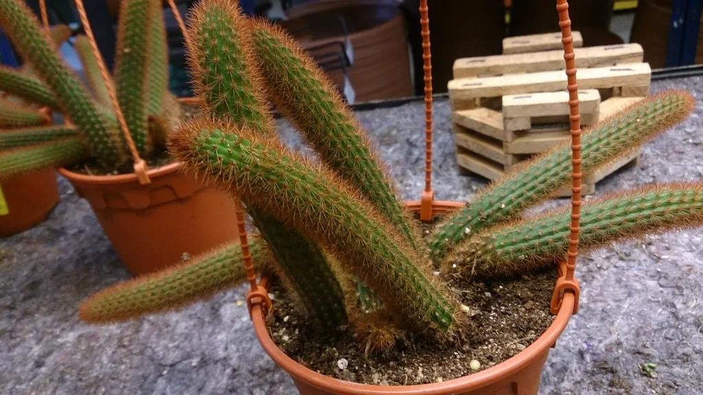Flor de Látigo (Aporocactus flagelliformis) – typisches Erscheinungsbild, Pflanzenfoto