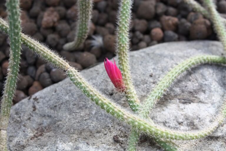 aporokaktus šľahúňovitý (Aporocactus flagelliformis) – fotografia rastliny