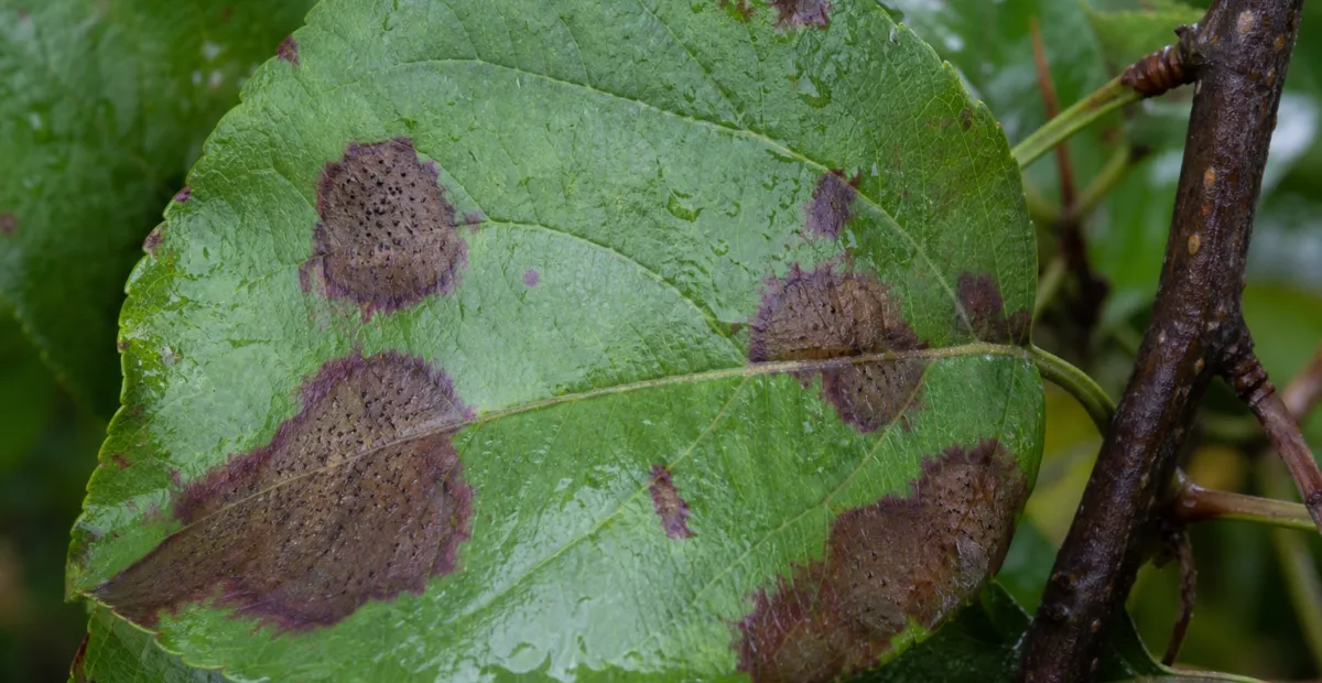 Apple blotch (Marssonina blotch)