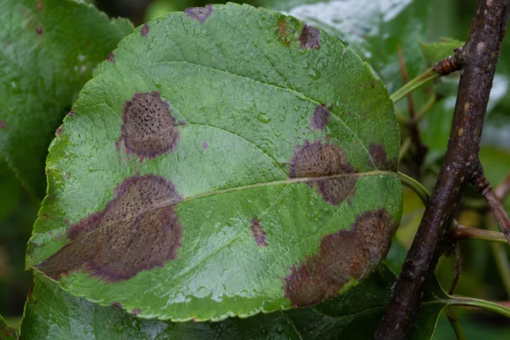 Apple blotch (Marssonina blotch)