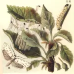 Apple Ermine Moth
