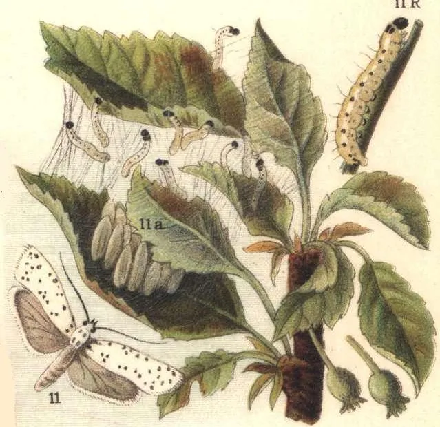Apple Ermine Moth