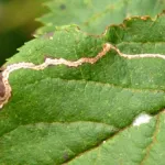 Apple Leaf Mining Moth