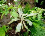 Apple Powdery Mildew