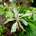 Apple Powdery Mildew