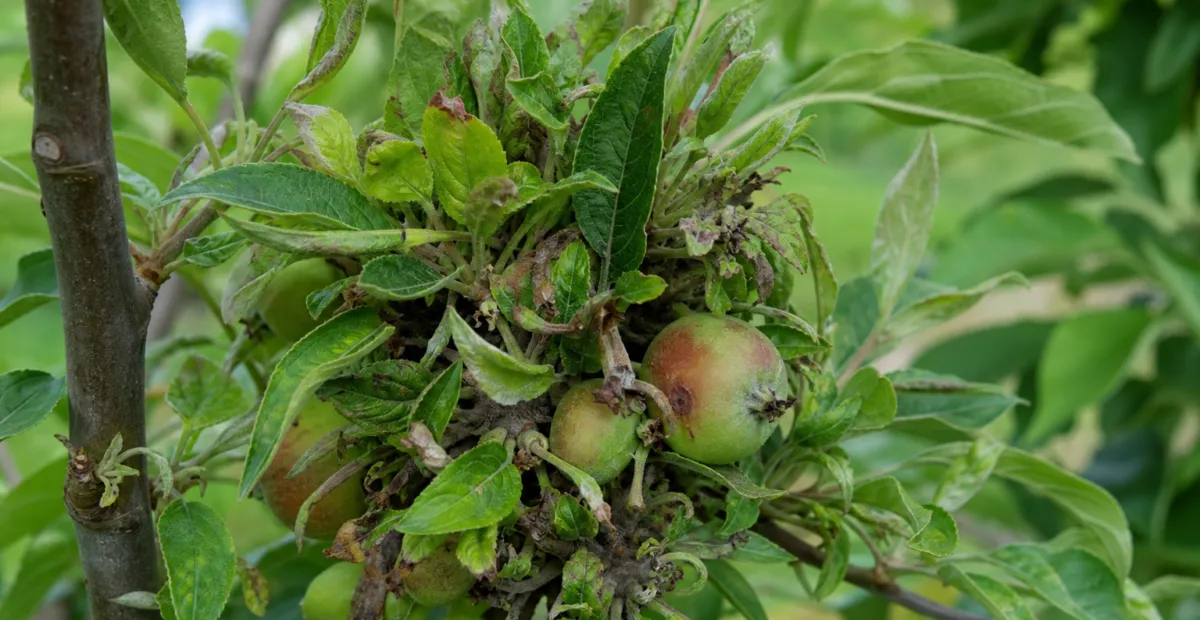 Apple Proliferation Disease