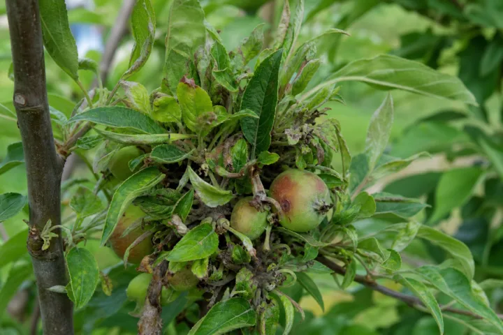 Apple Proliferation Disease