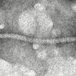 Apple stem grooving virus