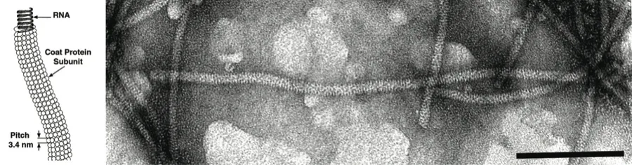 Apple stem grooving virus